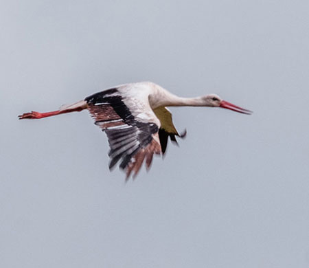 Lake Eyasi Birds