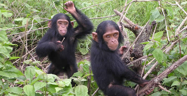 3 Days Chimps Tracking Gombe