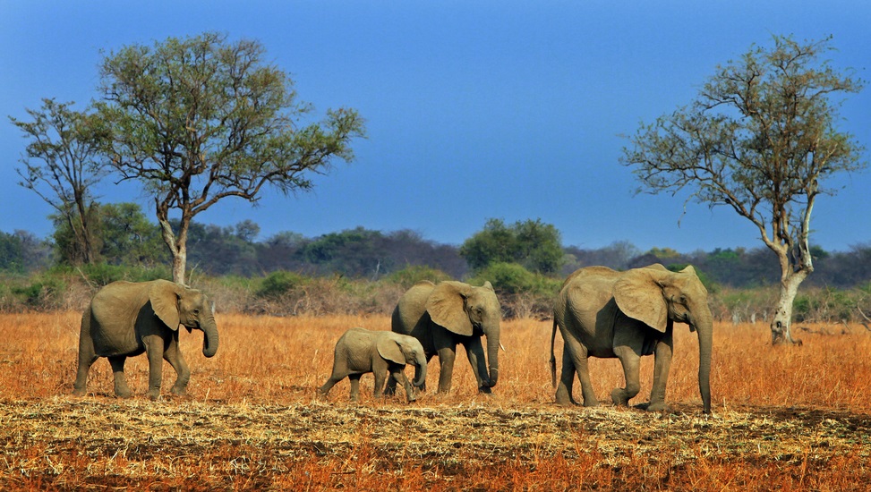 Zambia Wildlife Experience