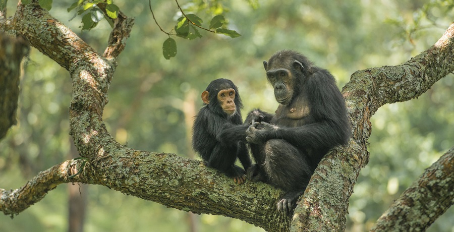 Chimpanzee Trekking Tanzania