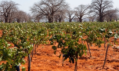 Wine Factory Dodoma