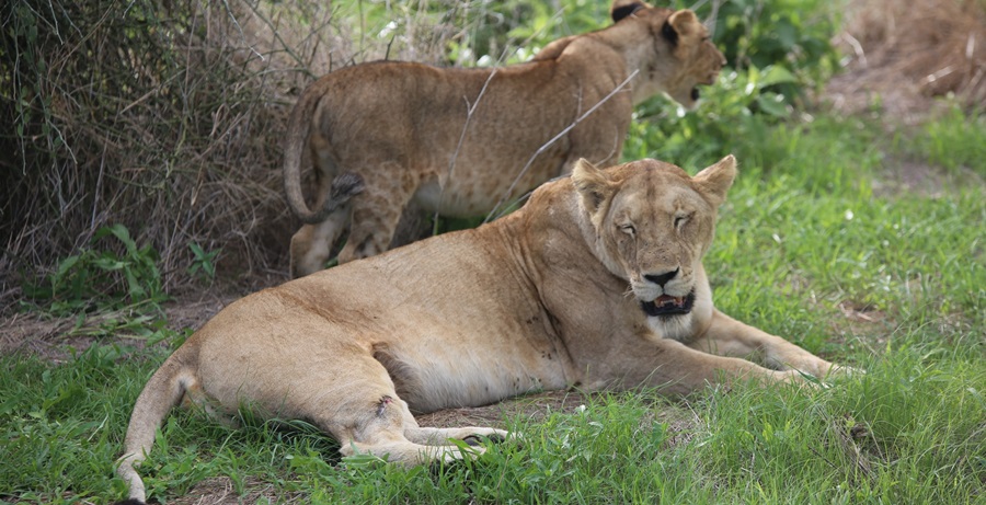 Day Safari Ruaha