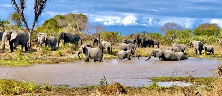 Saadani National Park