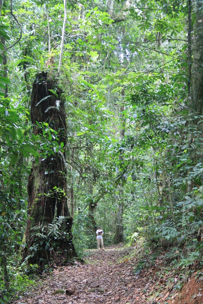 Amani Forest Reserve