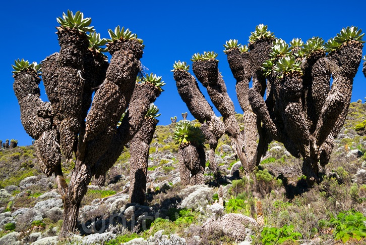 Mt Kilimanjaro Fauna