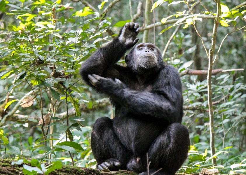 Gombe National Park Chimpanzee