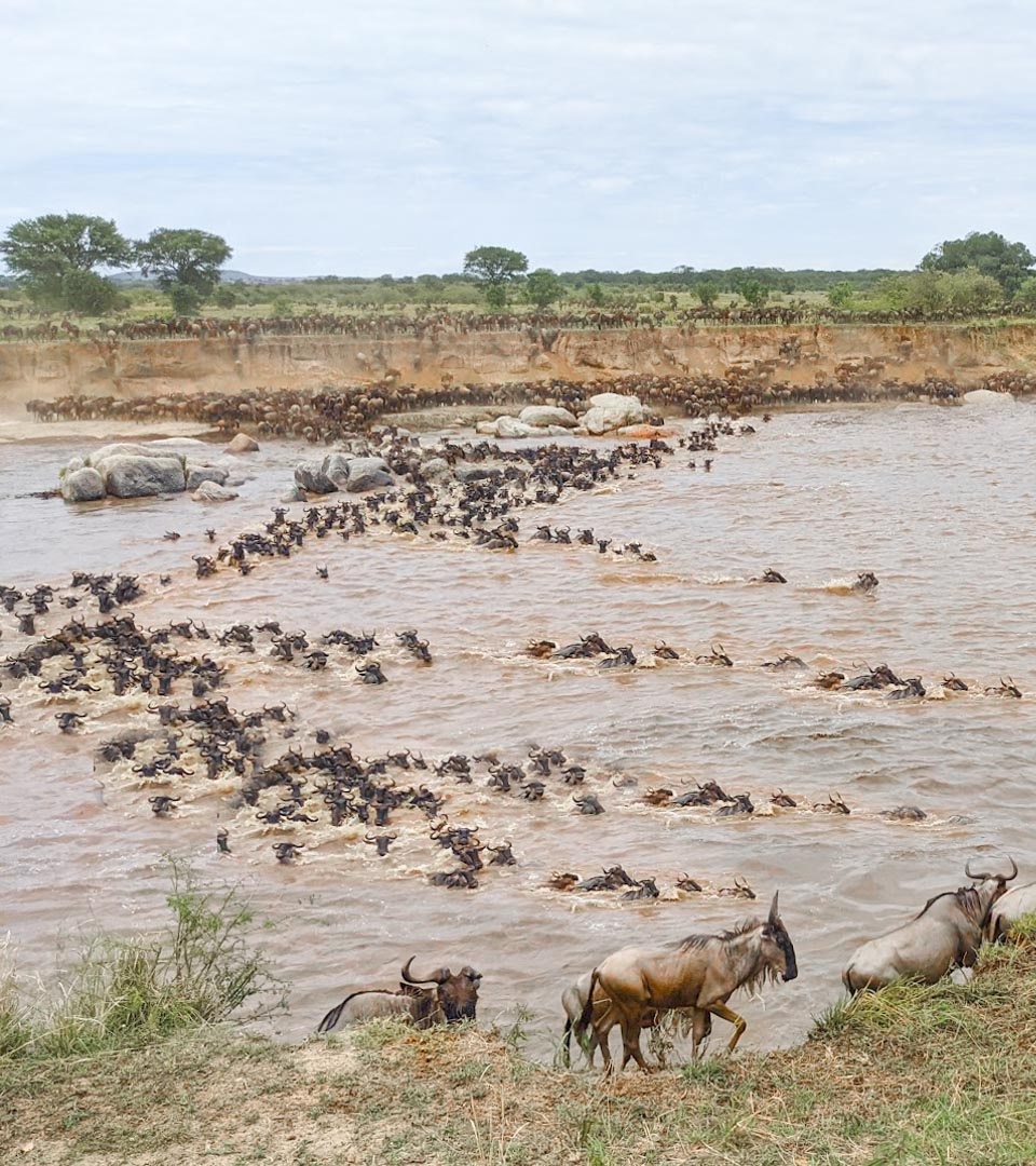 Wildebeest Migration Serengeti