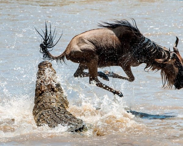 Wildebeest Migration Serengeti