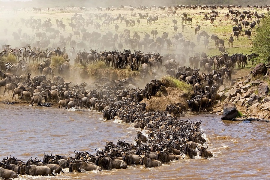 Experience the Thrilling Serengeti Wildebeest Migration Safari