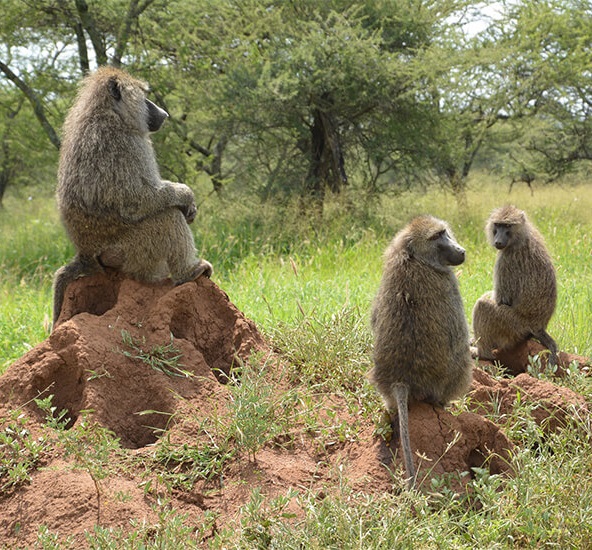 Baboon Troop Tanzania