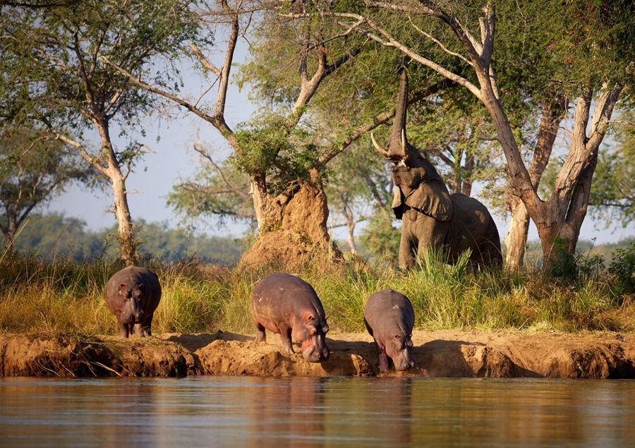 Lower Zambezi Safari