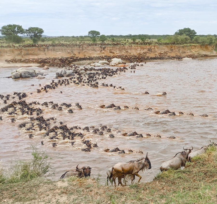 Mara River Crossing