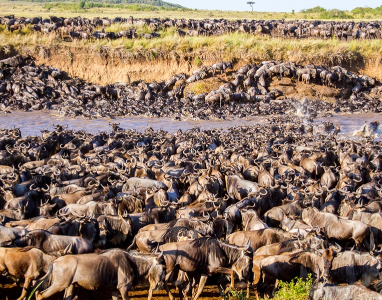 Wildebeest Migration Serengeti