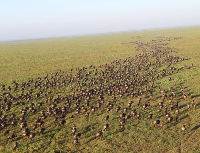 Ndutu Plains Serengeti