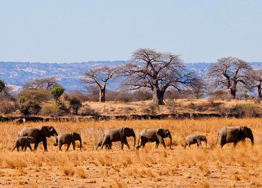 6 Days Adventure Safari Tarangire, Lake Natron, Serengeti & Ngorongoro Crater