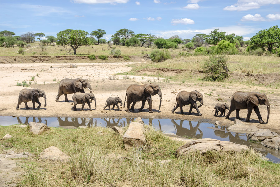 Tarangire National Park Tanzania