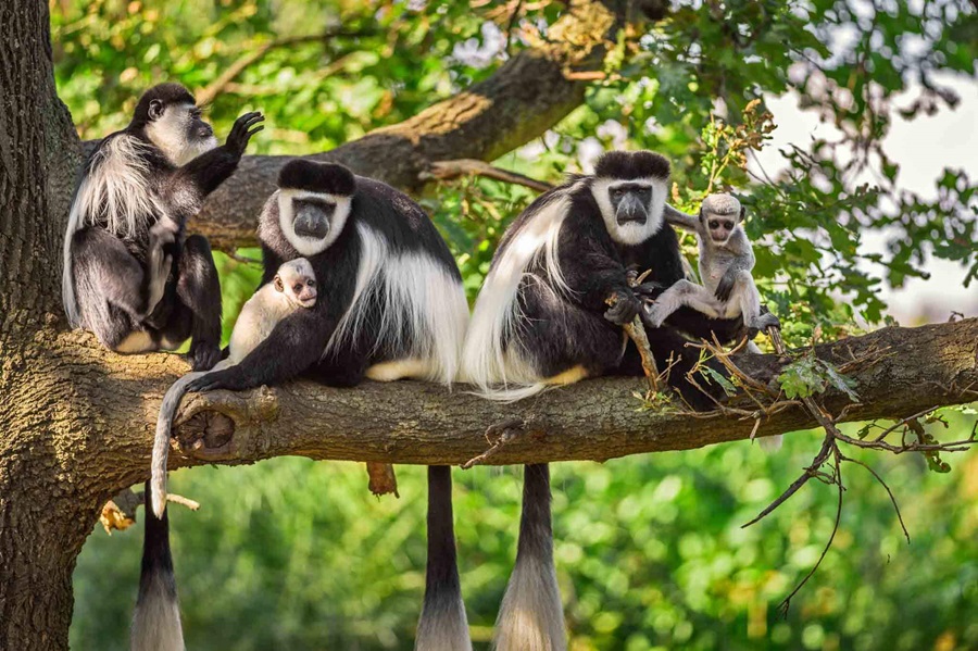 Arusha National Park Day Tour