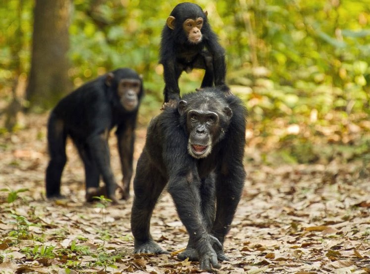 Chimpanzee Trekking Tanzania