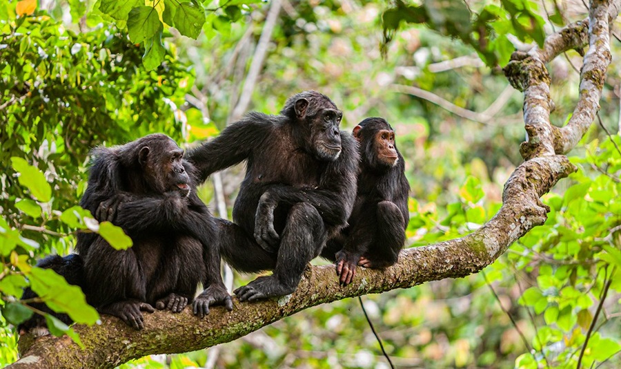 Mahale Chimp Trekking