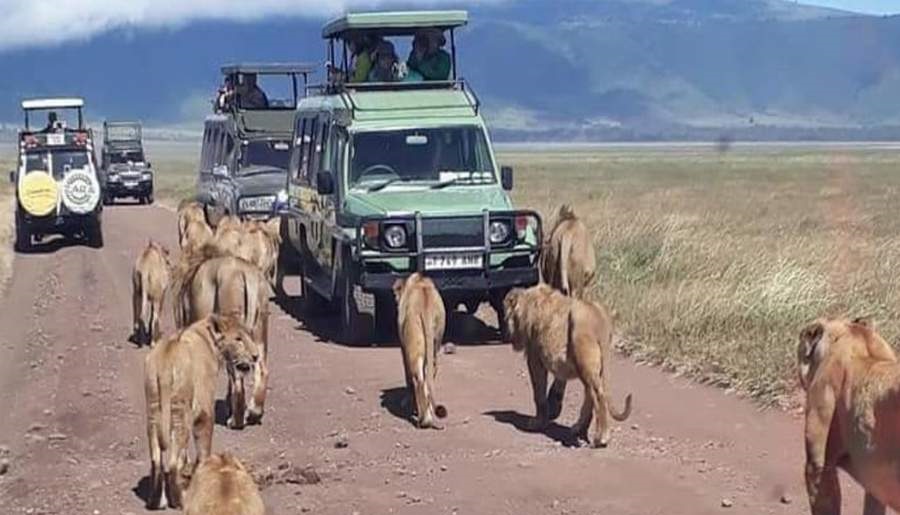 3 days Budget Family Safari Tarangire, Ngorongoro Crater, Lake Manyara