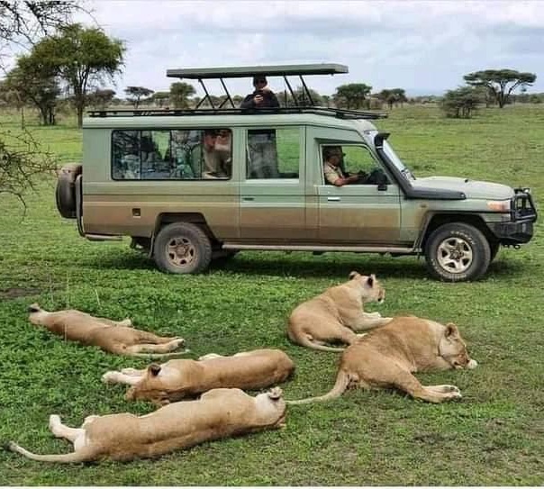 Group Joining Safari