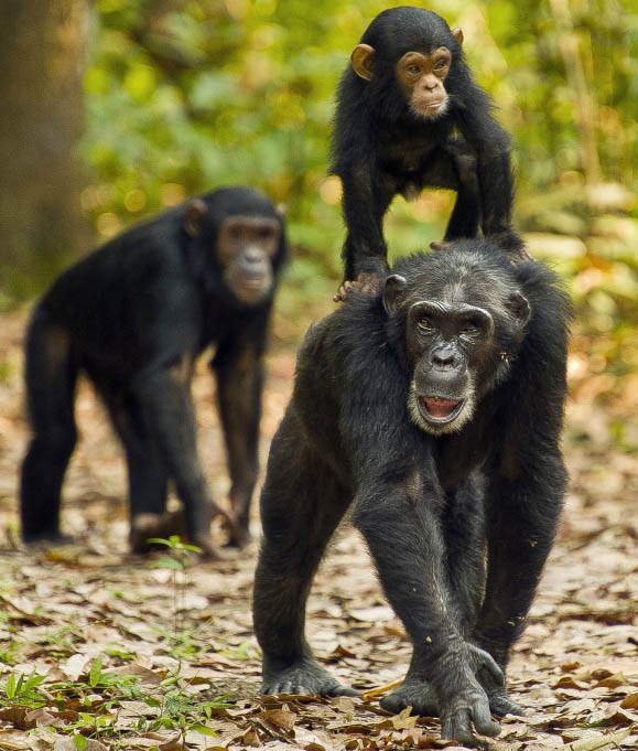 Chimpanzee Trekking Adventure