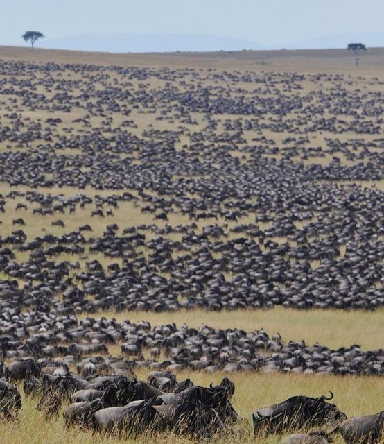 Great Migration Serengeti