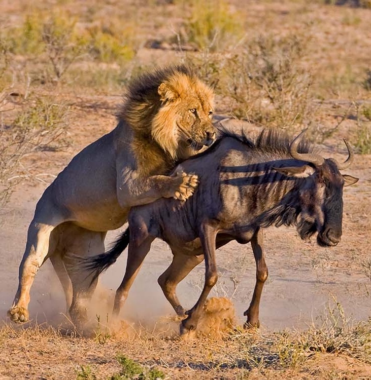 Best Time to Visit Serengeti