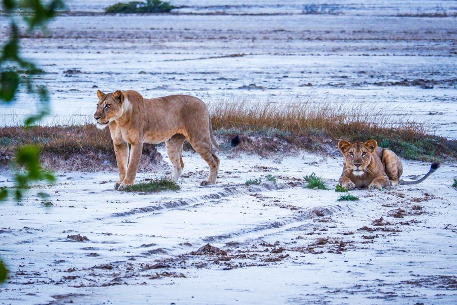 Saadani Day Safari