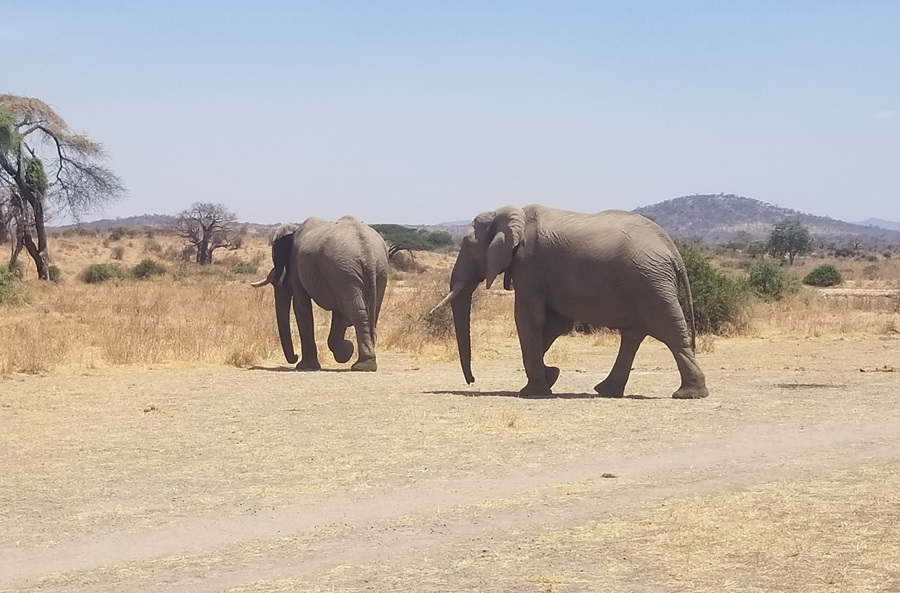 Mikumi and Ruaha Safari