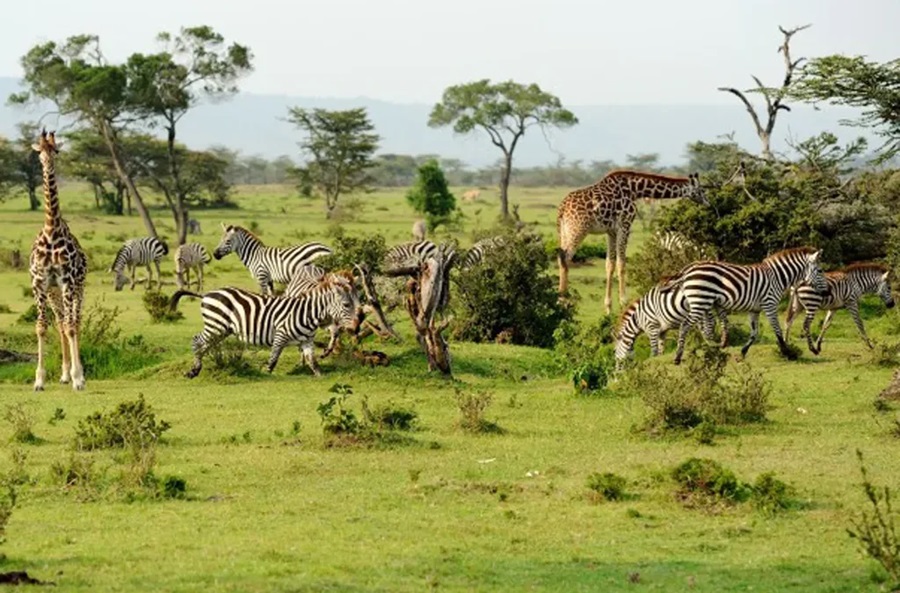 Mikumi Safari from Dar es Salaam