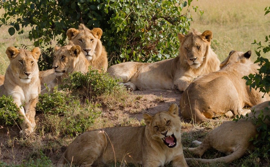 Mikumi Park Tanzania