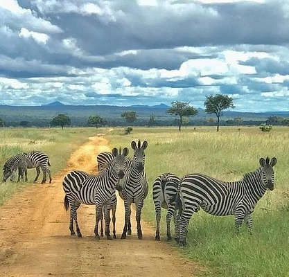 Mikumi National Park