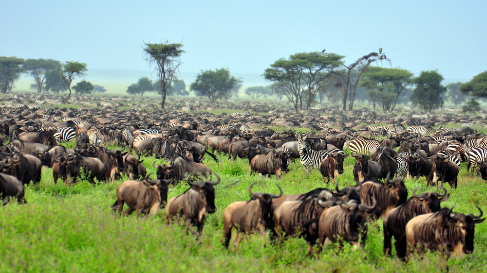 3 days African Safari Serengeti