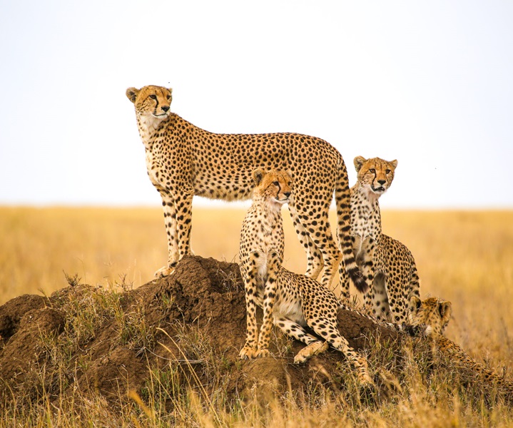 Group Safaris Tanzania