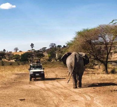 Game Viewing Tanzania